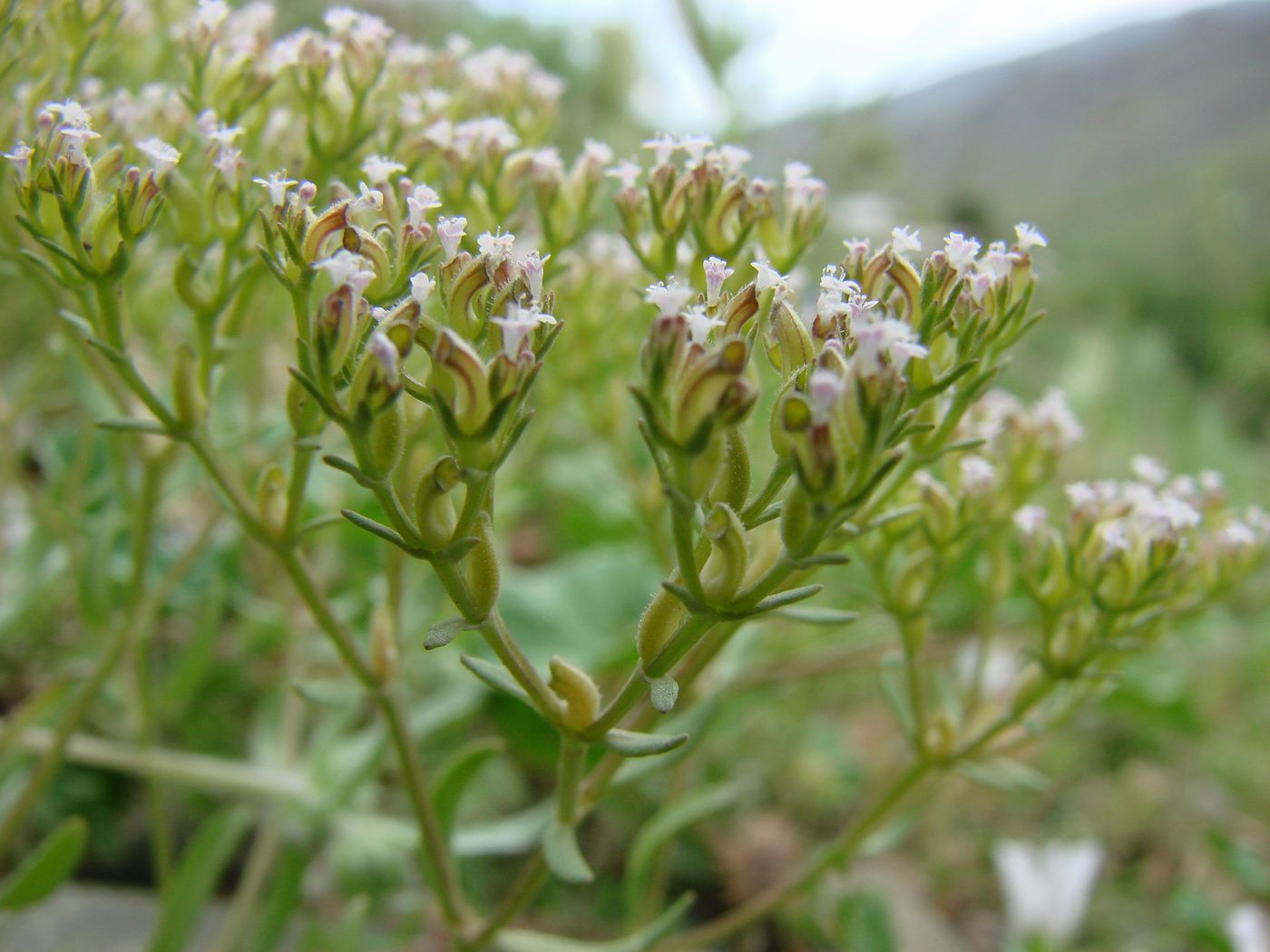 Image of Valerianella plagiostephana specimen.