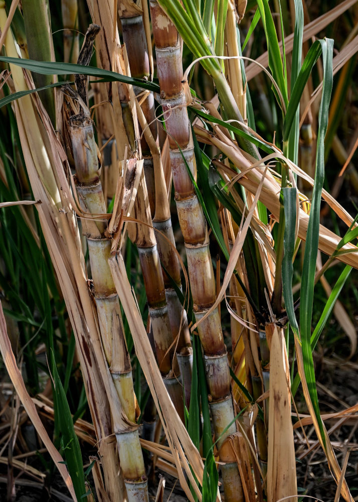 Image of Saccharum officinarum specimen.