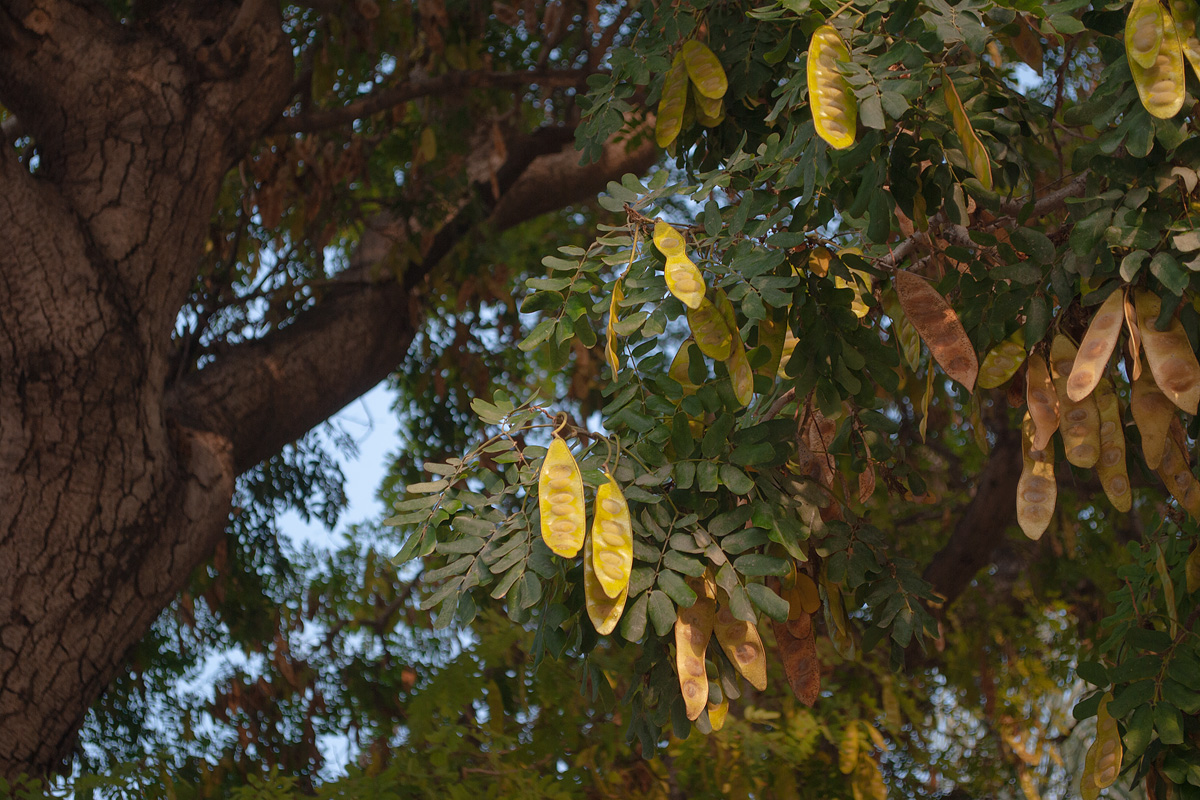 Image of Albizia lebbeck specimen.