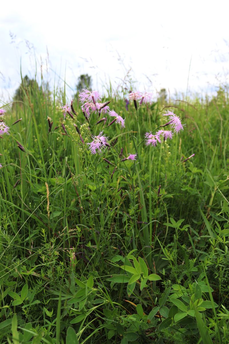 Image of Dianthus superbus specimen.