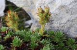 Смотреть изображение Saxifraga juniperifolia