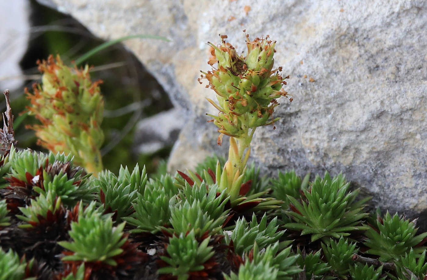 Изображение особи Saxifraga juniperifolia.