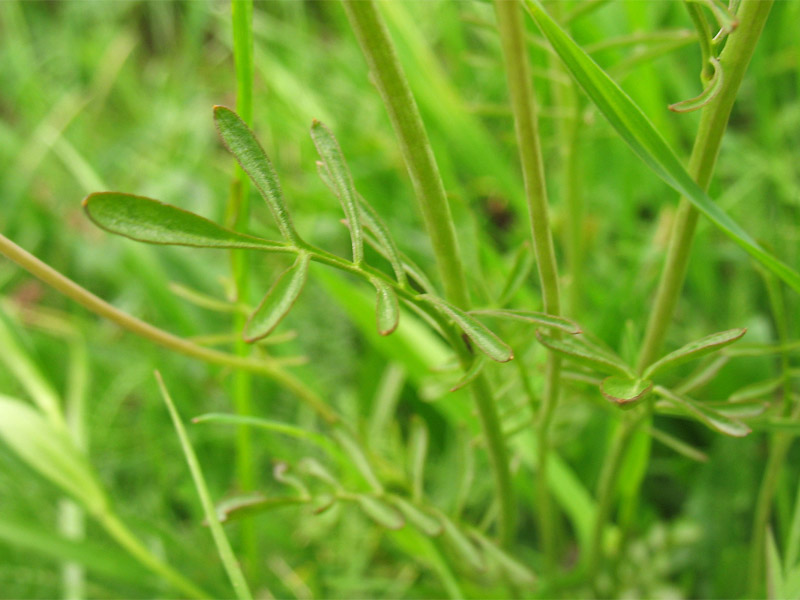 Изображение особи Cardamine pratensis.