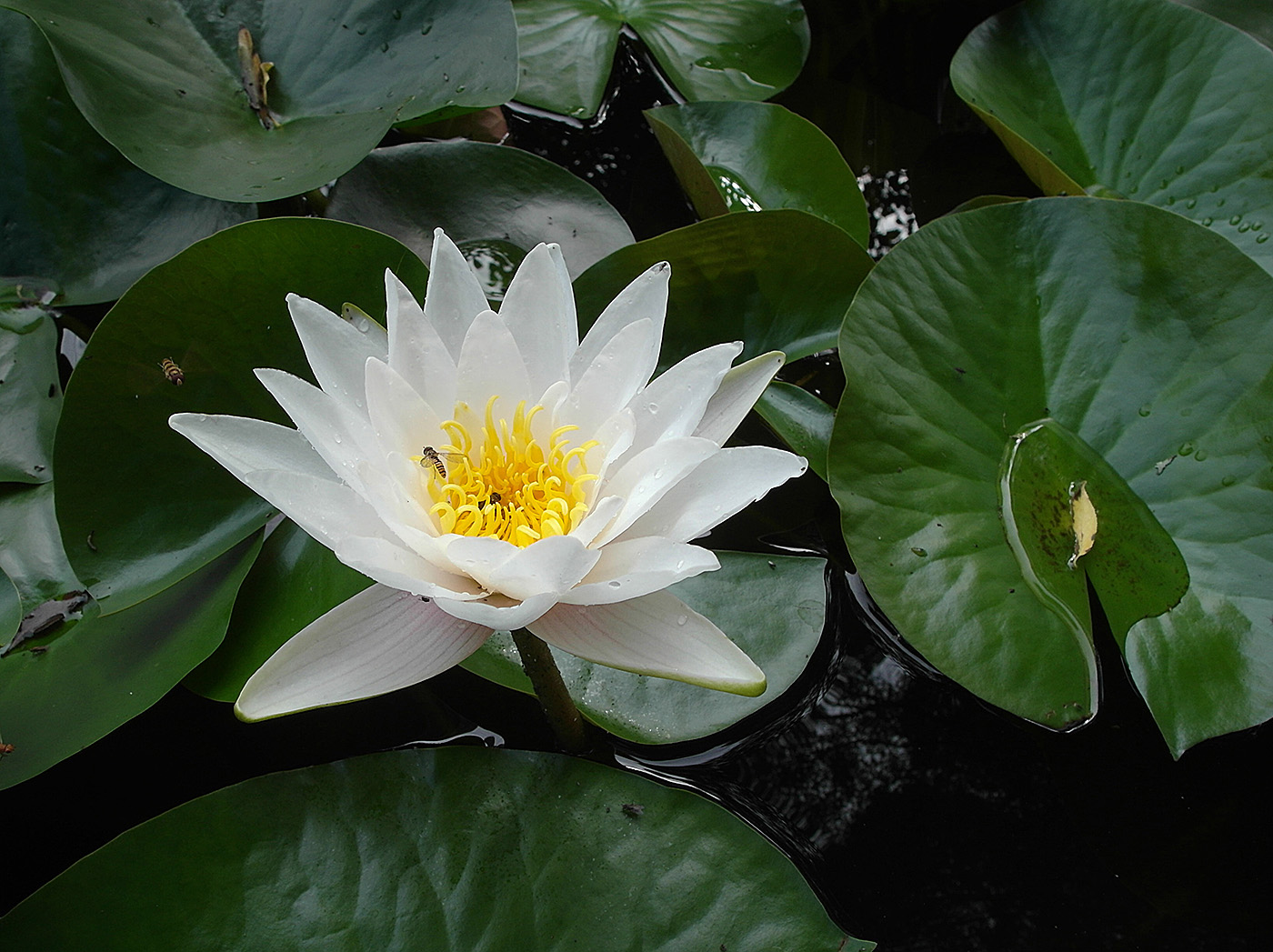 Image of Nymphaea alba specimen.