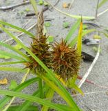 Carex kobomugi