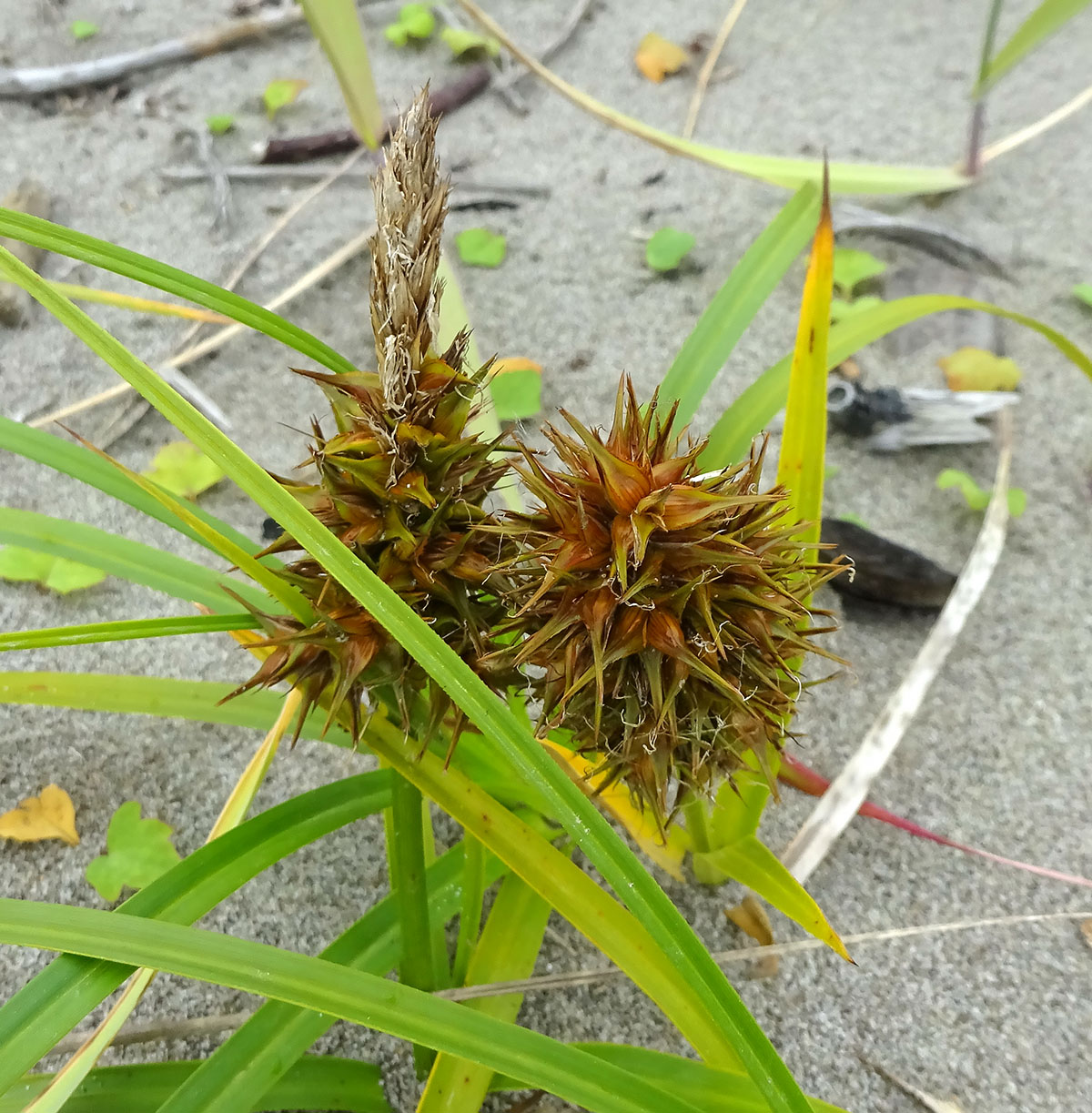 Изображение особи Carex kobomugi.