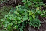 Philadelphus tenuifolius. Ветви с плодами. Приморье, Ольгинский р-н, долина р. Милоградовка, опушка смешанного леса. 21.08.2015.