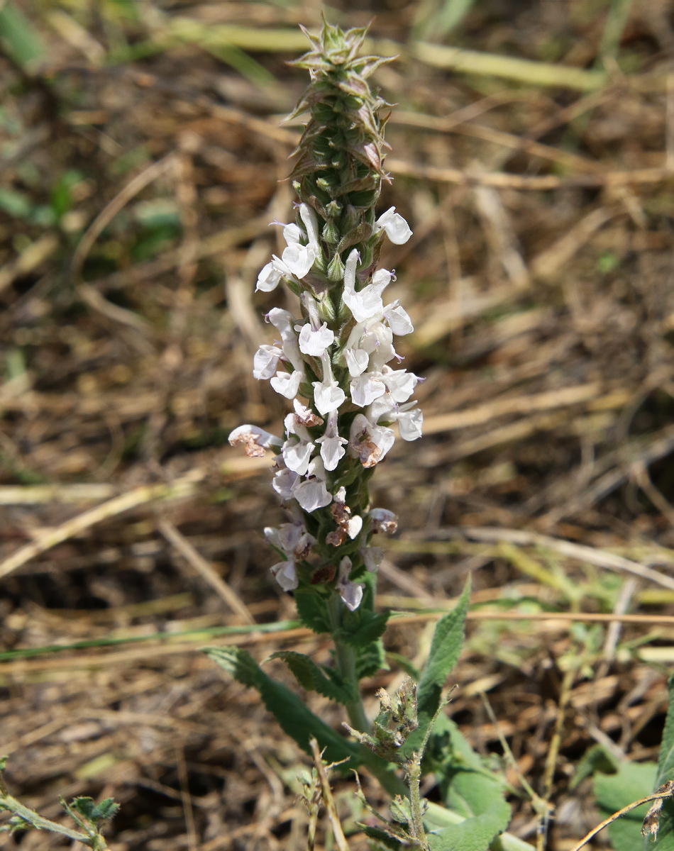 Изображение особи Salvia tesquicola.