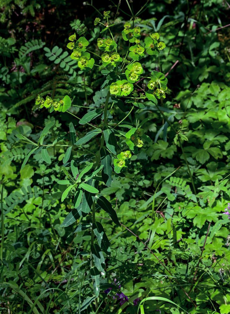 Image of Euphorbia iberica specimen.