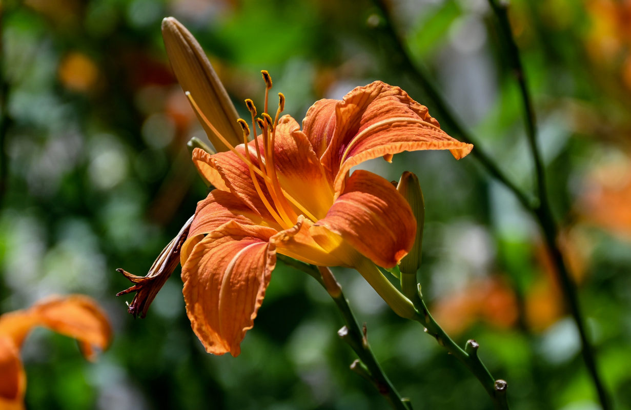 Image of Hemerocallis &times; hybrida specimen.