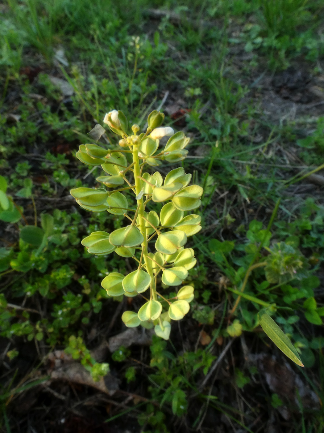 Image of Thlaspi arvense specimen.