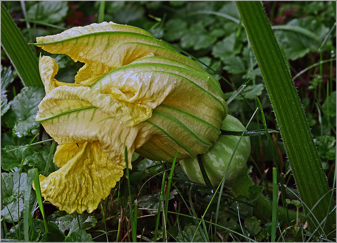 Image of Cucurbita pepo specimen.