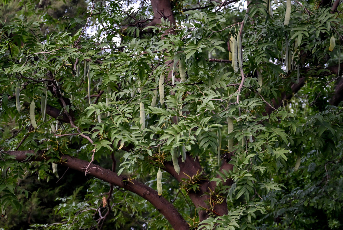 Image of Gleditsia sinensis specimen.