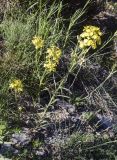 Erysimum ruscinonense. Цветущие растения. Испания, автономное сообщество Каталония, провинция Жирона, комарка Рипольес, муниципалитет Сеткасес, окр. курорта \"Вальтер 2000\", ≈1900 м н.у.м., крутой склон юго-западной экспозиции, прогалина в сосновом (Pinus uncinata) лесу. 23.06.2024.