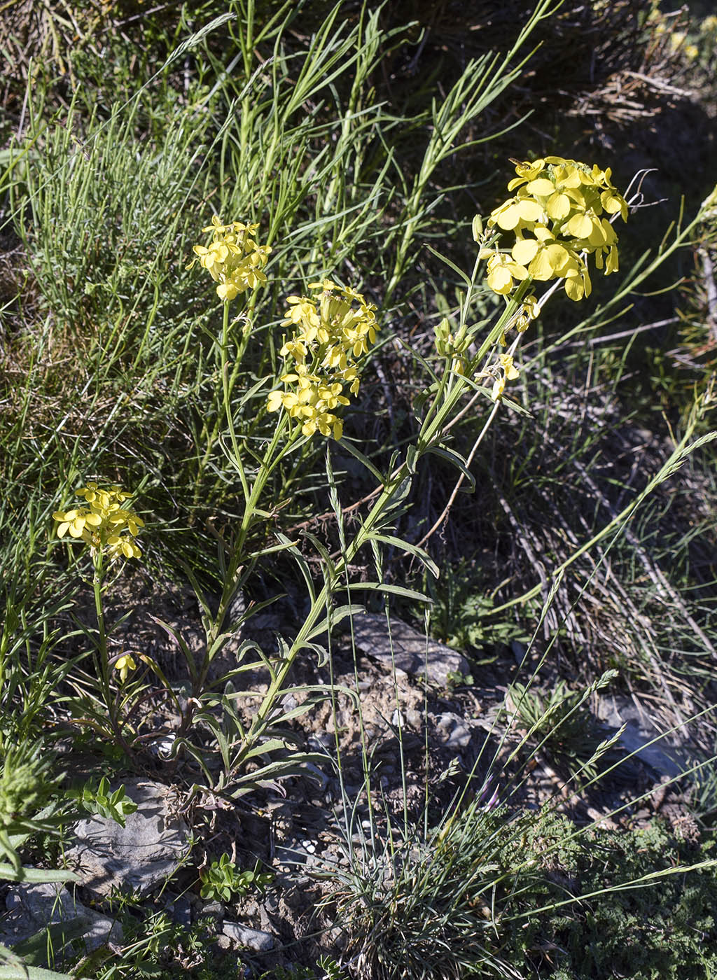 Изображение особи Erysimum ruscinonense.