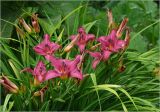 Hemerocallis × hybrida