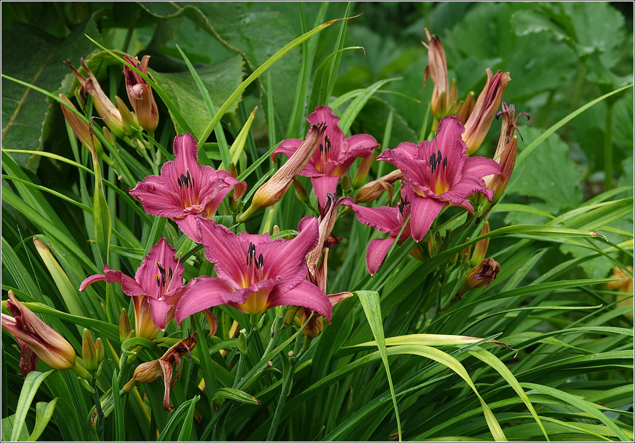 Изображение особи Hemerocallis &times; hybrida.