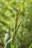 genus Canna