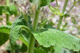 Salvia sclarea. Часть стебля с листьями и развивающимися пазушными соцветиями. Таджикистан, Гиссарский хр., басс. р. Варзоб, ущ. р. Кондара, ≈ 1400 м н.у.м., саванноидное сообщество. 23 июня 2024 г.