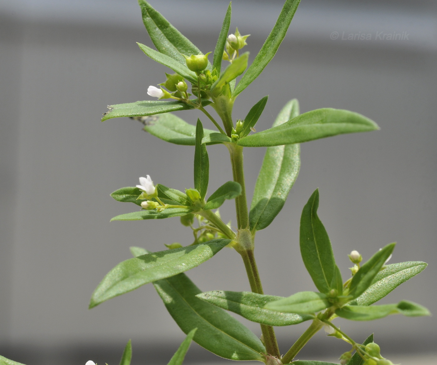 Image of genus Oldenlandia specimen.