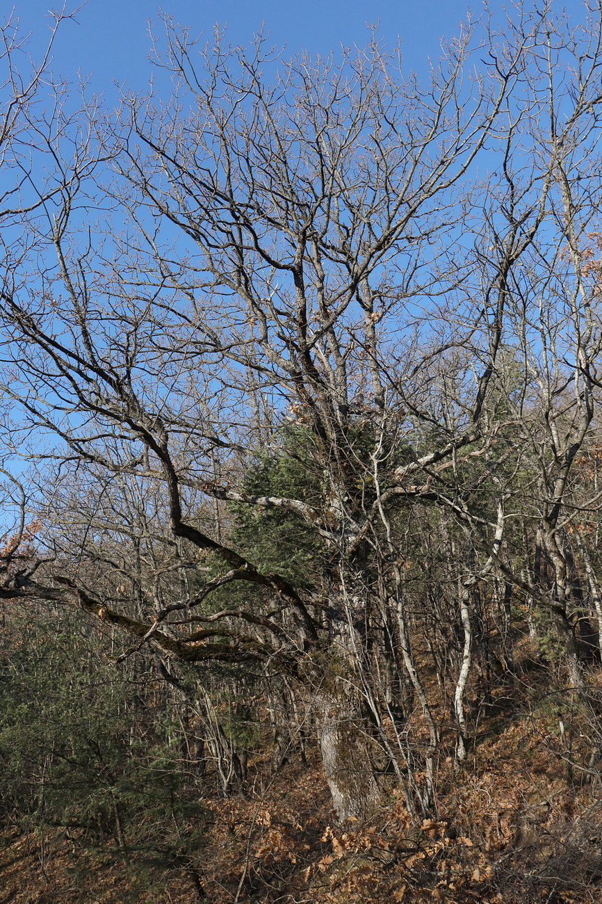 Image of Quercus dalechampii specimen.