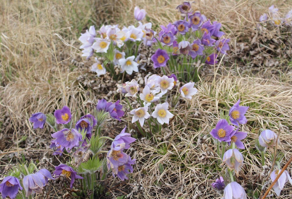 Изображение особи Pulsatilla multifida.