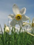 Narcissus angustifolius. Цветок. Украина, Закарпатская обл., Хустский р-н, \"Долина нарциссов\". 4 мая 2008 г.