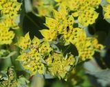 Bupleurum rotundifolium