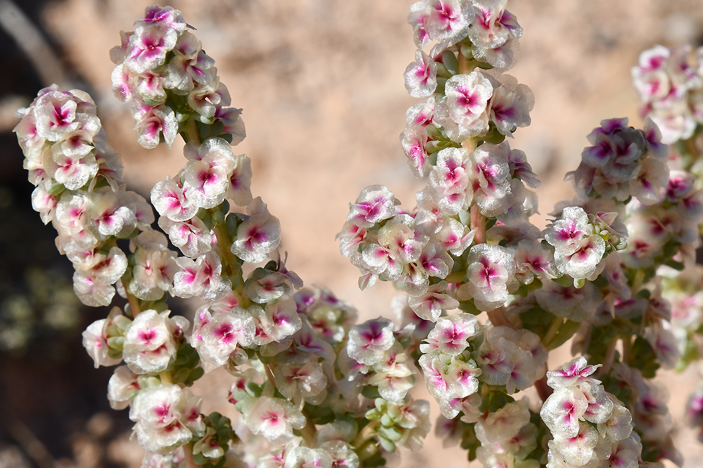 Image of Halogeton glomeratus specimen.