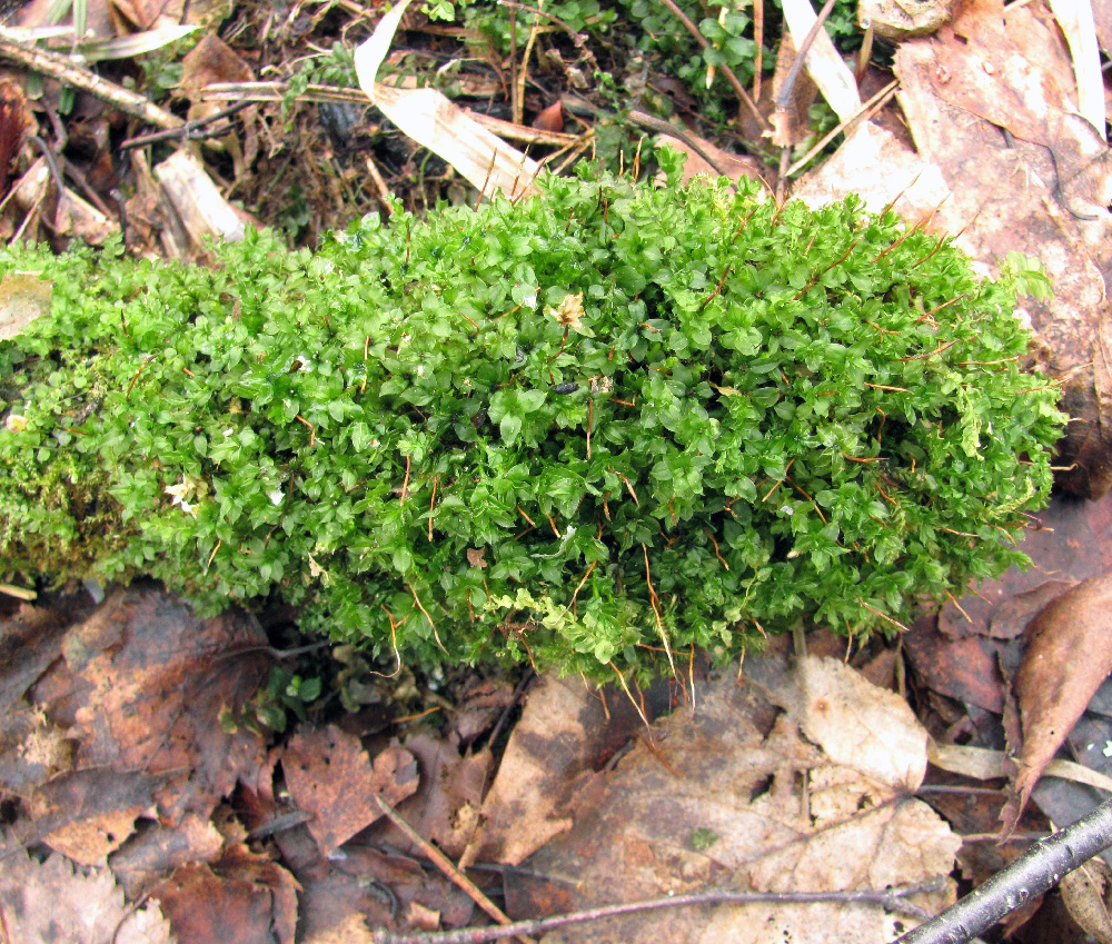 Image of genus Mnium specimen.