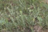 genus Potentilla