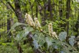 View full-size image Lauro-cerasus officinalis