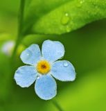 Смотреть изображение Trigonotis myosotidea