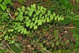 Adiantum capillus-veneris