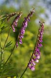 Vicia tenuifolia