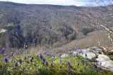 View full-size image Muscari neglectum