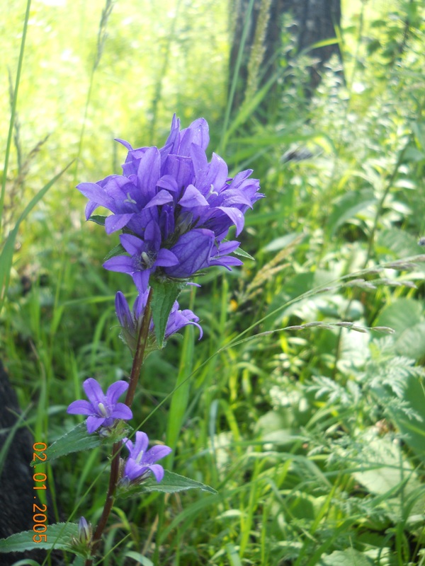 Image of Campanula glomerata specimen.