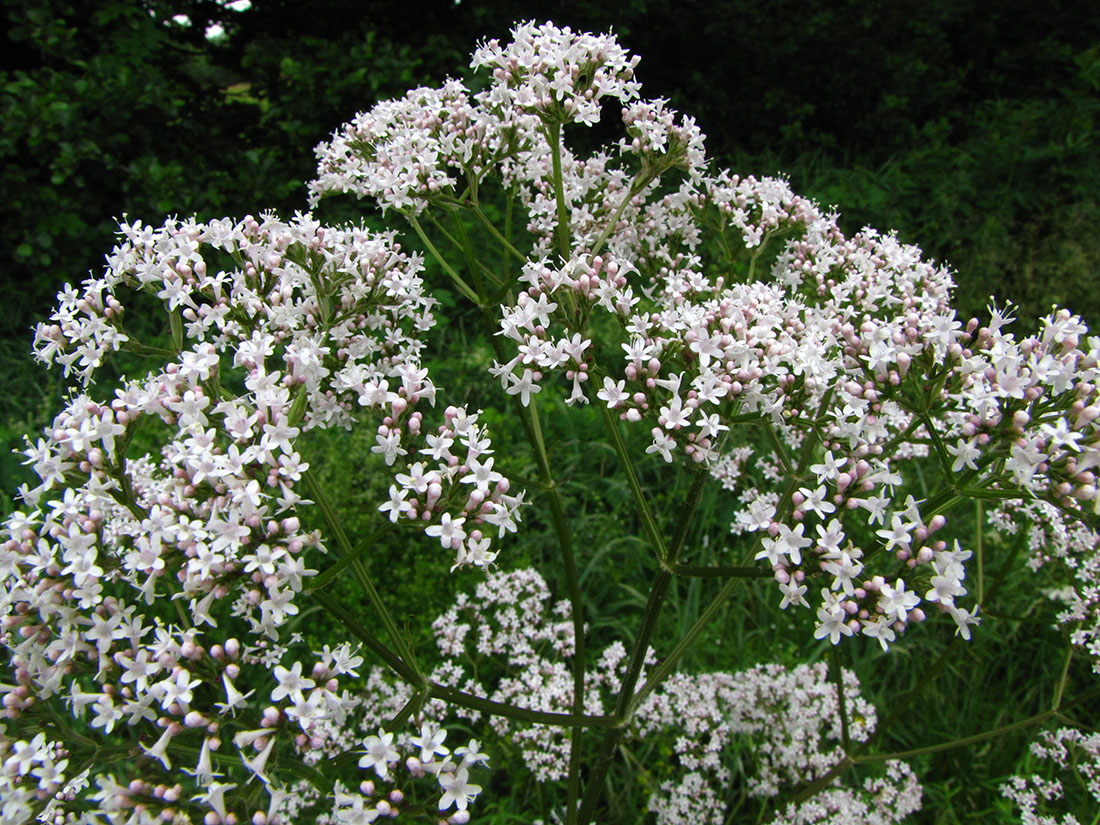 Image of genus Valeriana specimen.