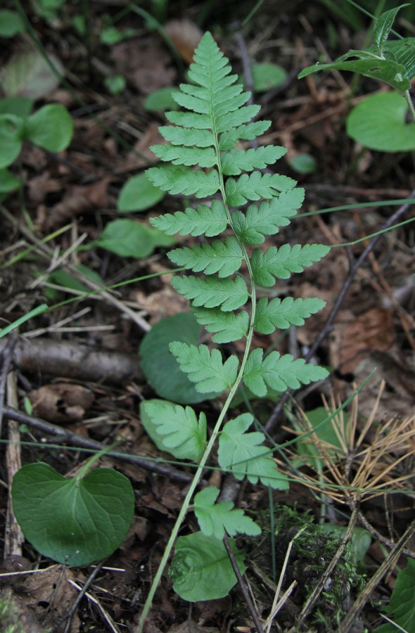 Image of Dryopteris cristata specimen.