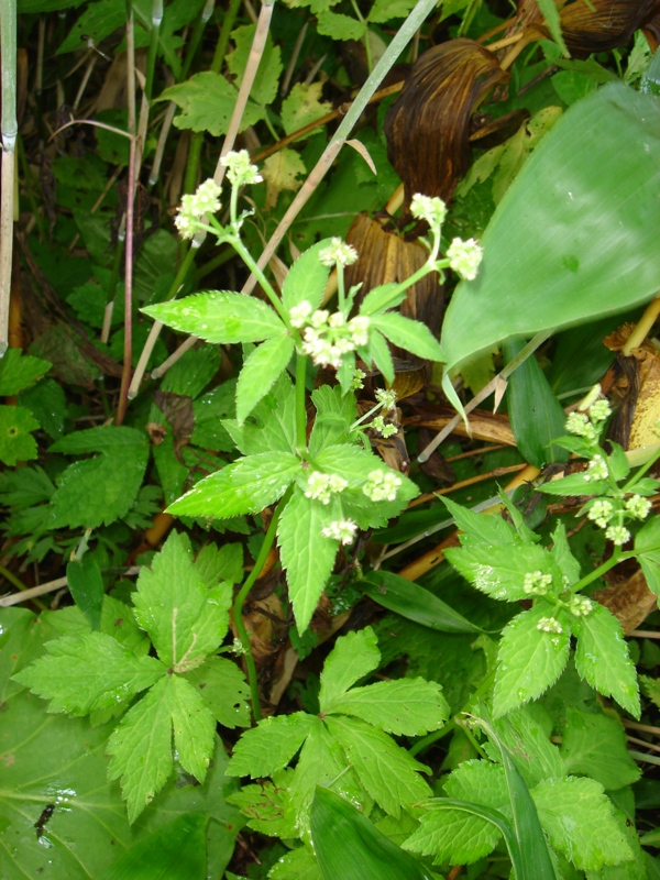 Image of Sanicula chinensis specimen.