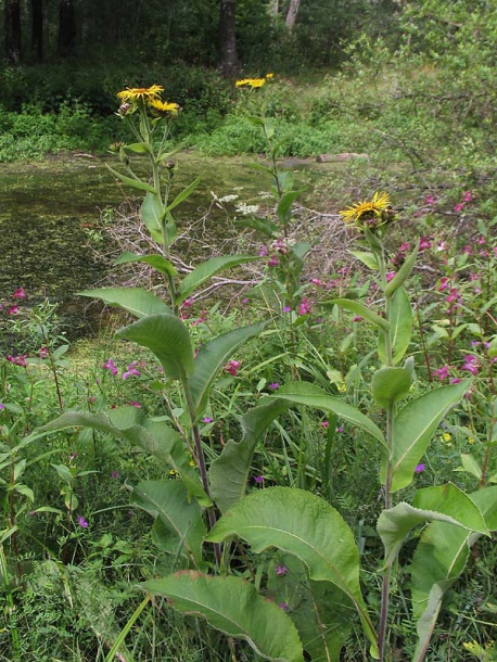 Image of Inula helenium specimen.