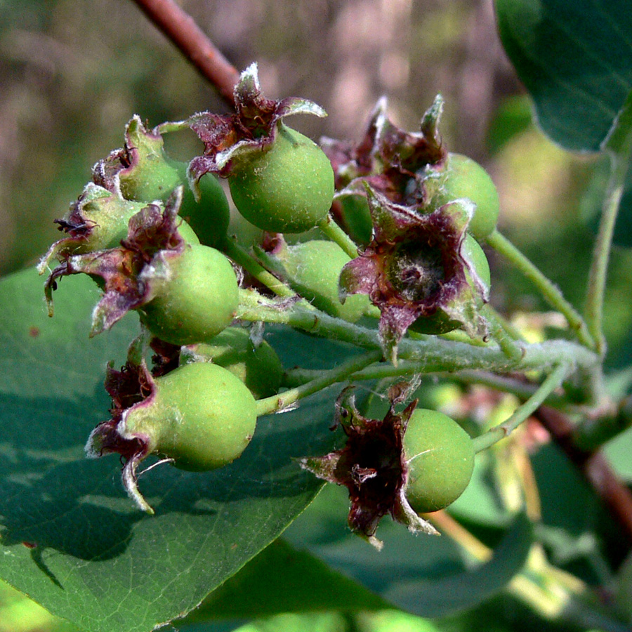 Image of Amelanchier alnifolia specimen.