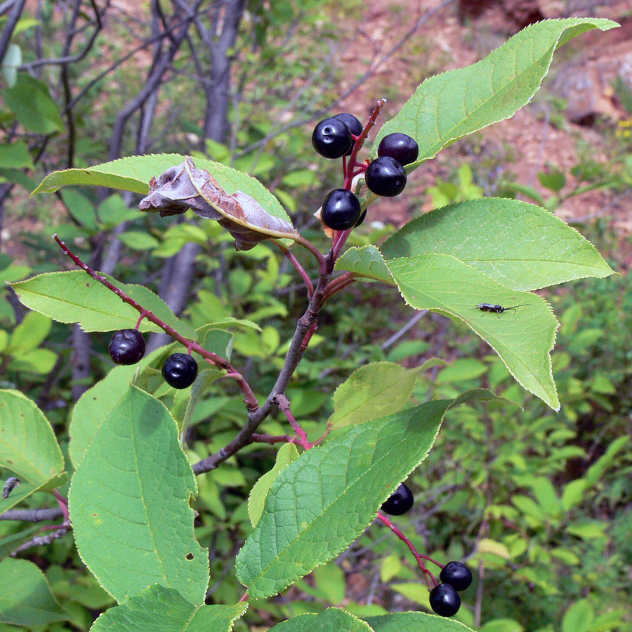 Растение с черными ягодами фото и название