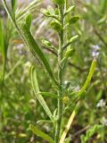 Alyssum turkestanicum разновидность desertorum. Часть побега с плобами. Украина, Донецкая обл., окр. г. Новоазовск, НПП \"Меотида\", песчано-ракушечниковая терраса Азовского моря. 09.05.2011.