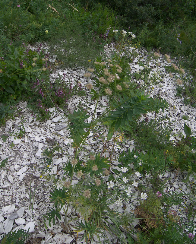 Изображение особи Astrodaucus orientalis.