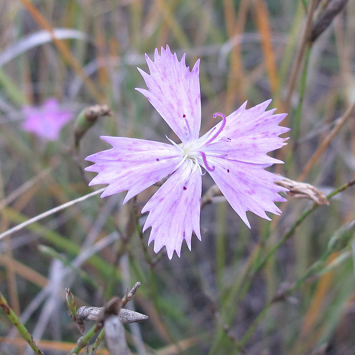 Image of genus Dianthus specimen.