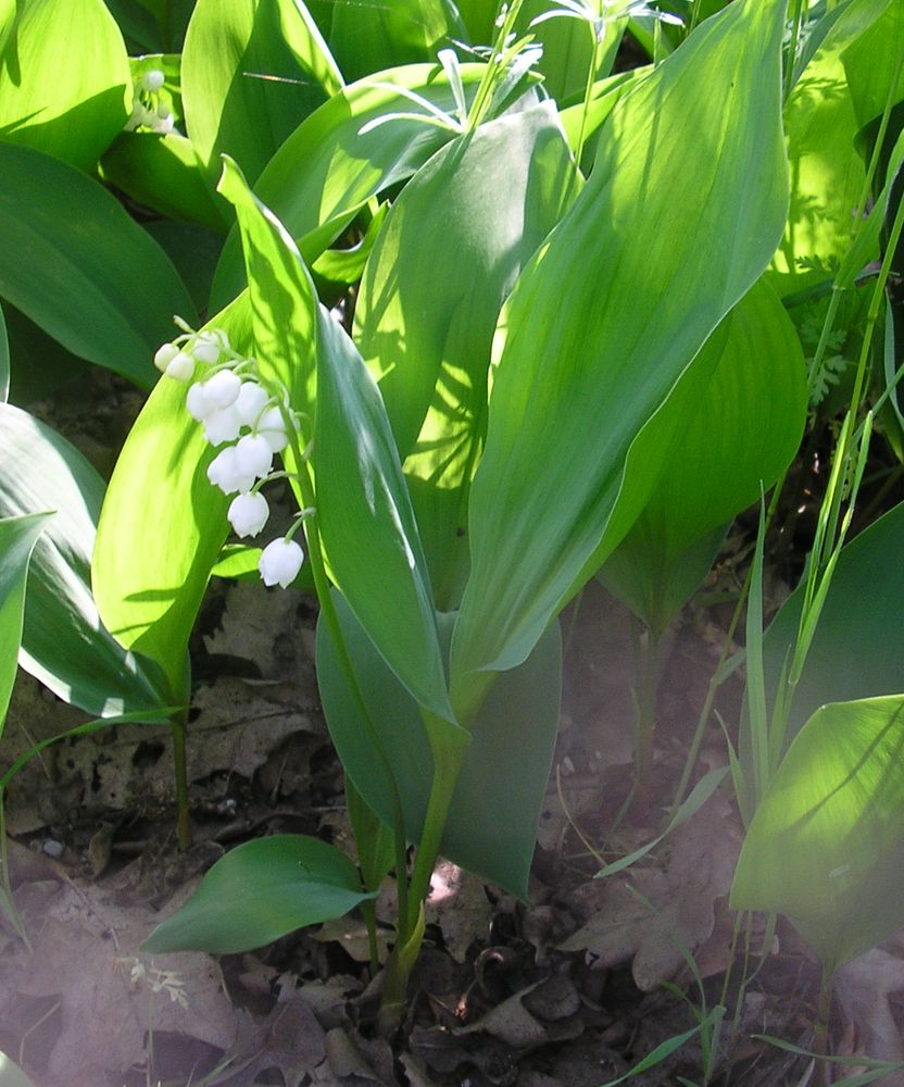 Image of Convallaria majalis specimen.