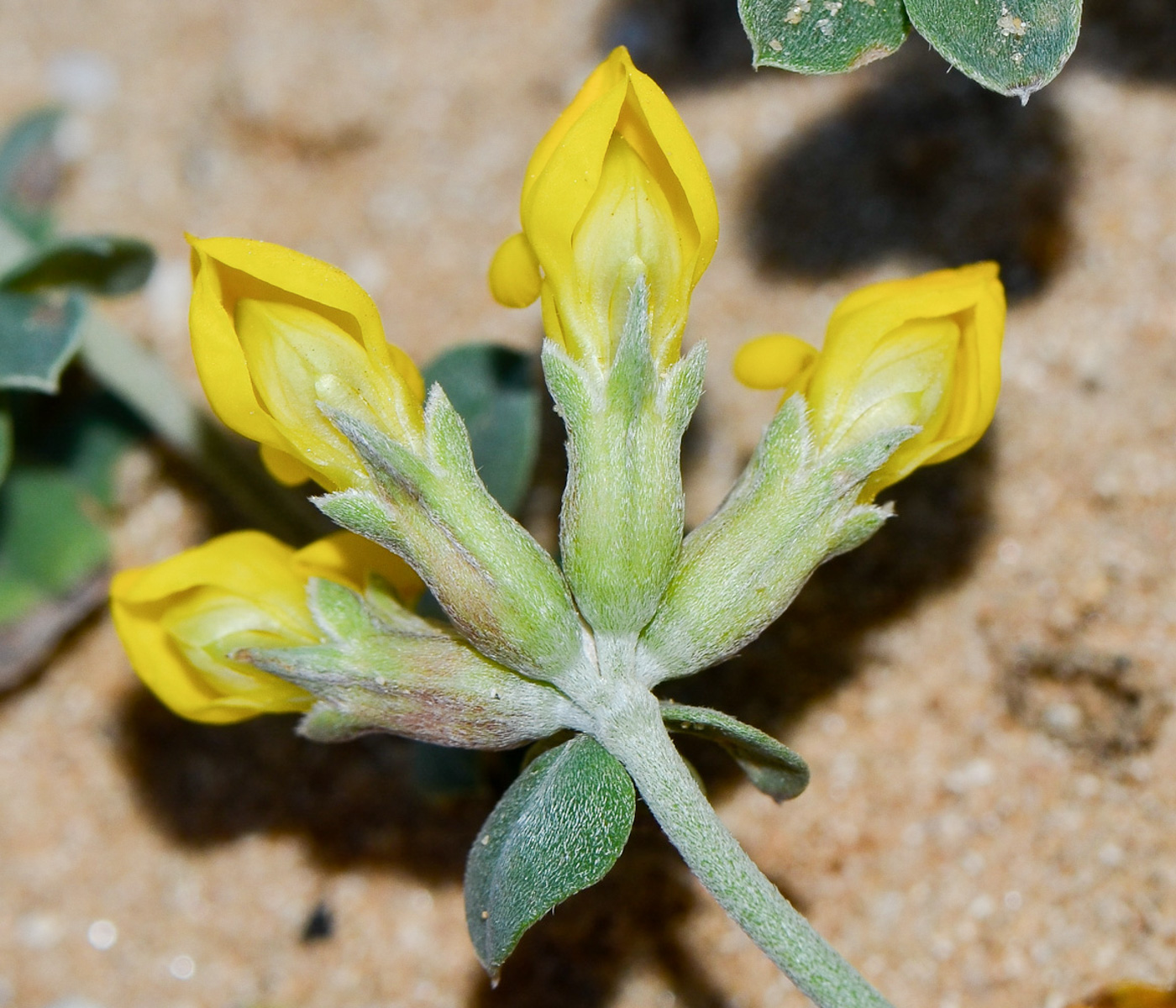 Image of Lotus creticus specimen.