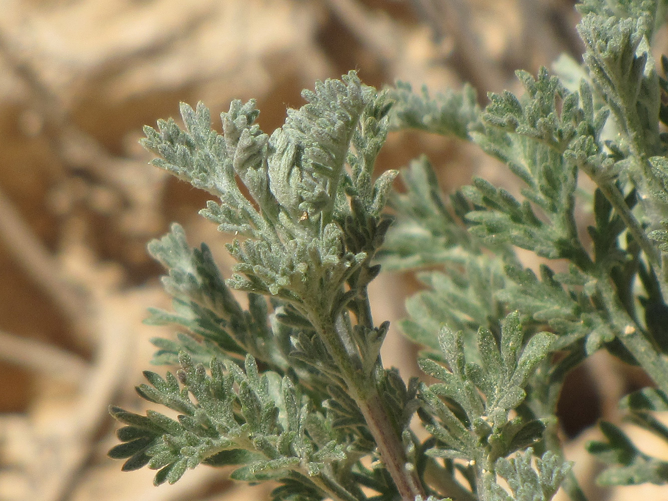 Image of Artemisia sieberi specimen.