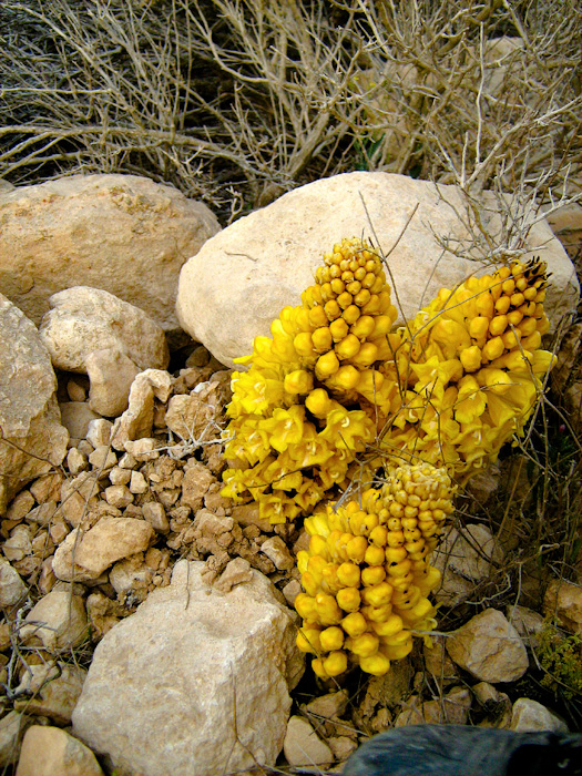 Image of Cistanche tubulosa specimen.